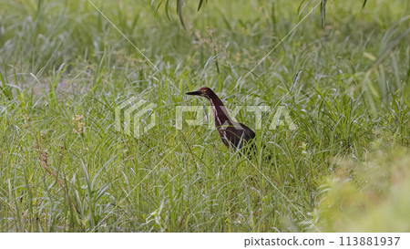Rufescent Tiger Heron Animal Rufescent Tiger Heron Animal 113881937