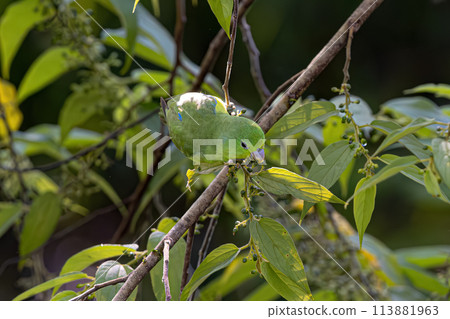 Animal Male Cobalt rumped Parrotlet Bird Animal Male Cobalt rumped Parrotlet Bird 113881963