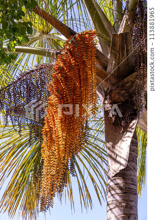 male flowers of the buriti palm tree 113881965