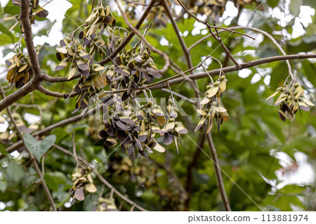 Machaeriums Plant Seeds 113881974