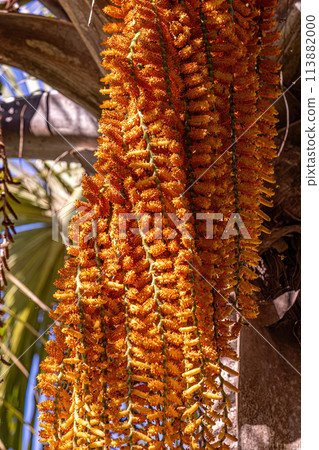 male flowers of the buriti palm tree male flowers of the buriti palm tree 113882000