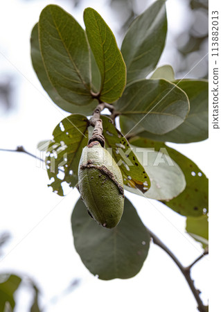 Stinkingtoe Tree with Fruits 113882013