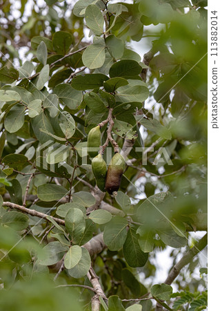 Stinkingtoe Tree with Fruits Stinkingtoe Tree with Fruits 113882014