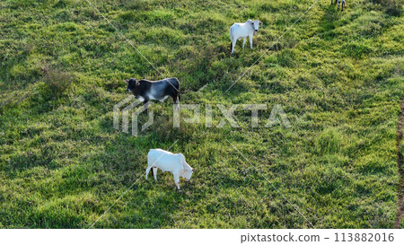 cattle cows grazing in a field in the late afternoon cattle cows grazing in a field in the late afternoon 113882016