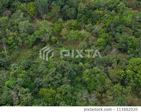 Aerial trees in forest Aerial trees in forest 113882020