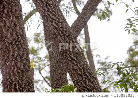 textured trunk of angiosperm tree 113882025