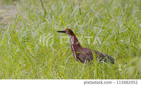 Rufescent Tiger Heron Animal 113882052