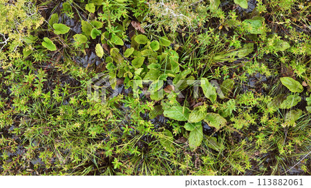 Small Swamp in Itaja 113882061