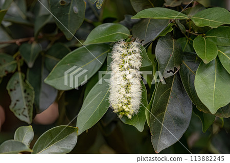 flowers of the fruit tree inga flowers of the fruit tree inga 113882245