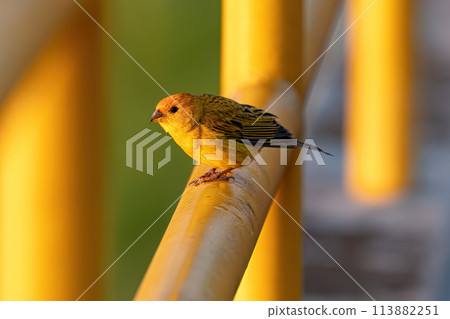 Male Saffron Finch Bird 113882251