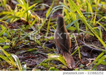Greater Thornbird Animal Greater Thornbird Animal 113882252