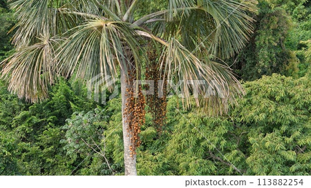fruits of the buriti palm tree fruits of the buriti palm tree 113882254