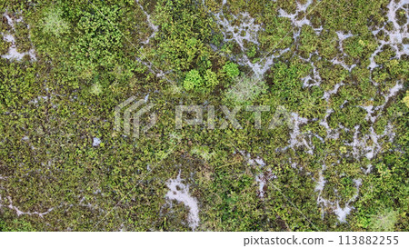 Small Swamp in Itaja Small Swamp in Itaja 113882255