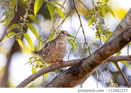 Scaled Dove Bird Scaled Dove Bird 113882257