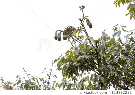 Stinkingtoe Tree with Fruits Stinkingtoe Tree with Fruits 113882281