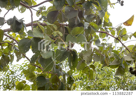 Pekea Nut Tree Leaves Pekea Nut Tree Leaves 113882287