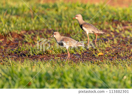 Adult Southern Lapwing Bird Adult Southern Lapwing Bird 113882301