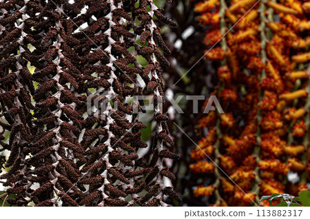 flowers of the buriti palm tree 113882317