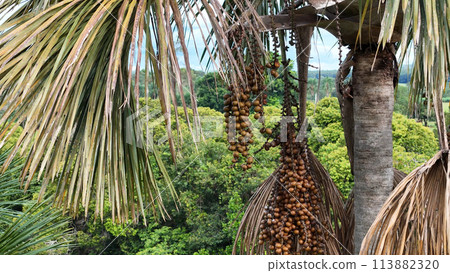 fruits of the buriti palm tree 113882320