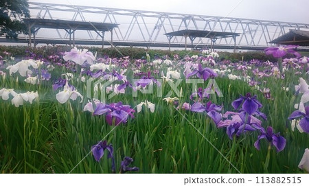 小岩菖蒲花園和京成本線江戶川大橋 113882515