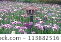 小岩鳶尾花園風景 113882516