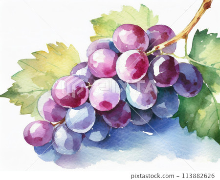葡萄畫水彩插圖 113882626