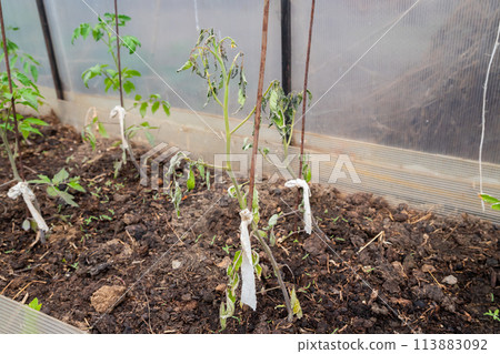 sick young tomato bush. frozen dried leaves of tomato seedling recently planted in ground in greenhouse sick young tomato bush. frozen dried leaves of tomato seedling recently planted in ground in greenhouse 113883092