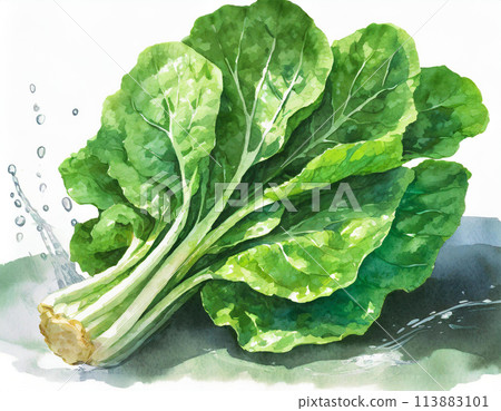 Spinach painted in watercolor 113883101