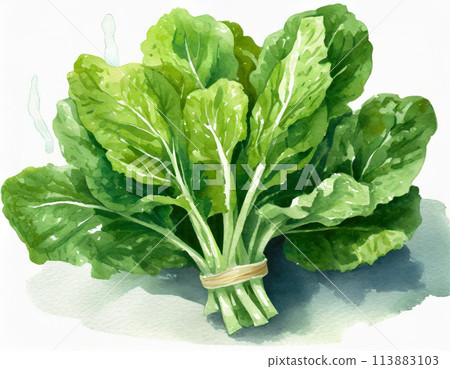 Spinach painted in watercolor 113883103
