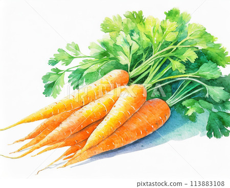 Carrots with leaves 113883108