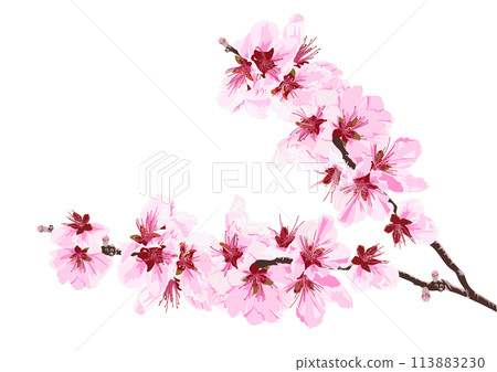花桃 113883230