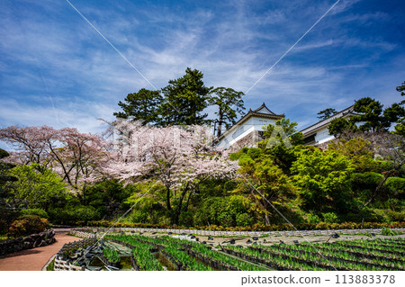 Scenery of Odawara: Scenery of Odawara Castle with cherry blossoms in full bloom Scenery of Odawara: Scenery of Odawara Castle with cherry blossoms in full bloom 113883378