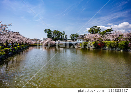 小田原風景 櫻花盛開的小田原城風景 113883387