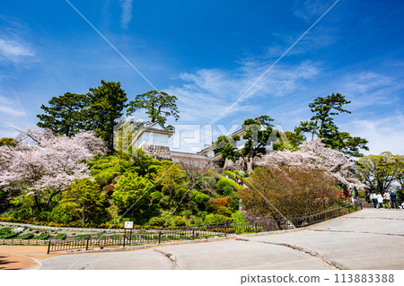 小田原風景 櫻花盛開的小田原城風景 113883388