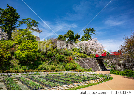 小田原風景 櫻花盛開的小田原城風景 113883389