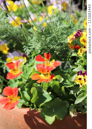 Nastachu Nastachu 113883443