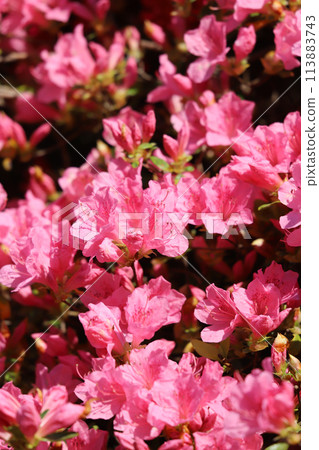 Azalei pink 113883743