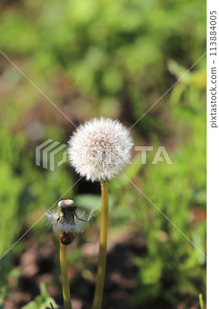 Dandelion fluff 113884005