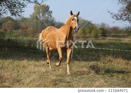 Nice big warmblood running on pasturage Nice big warmblood running on pasturage 113884071