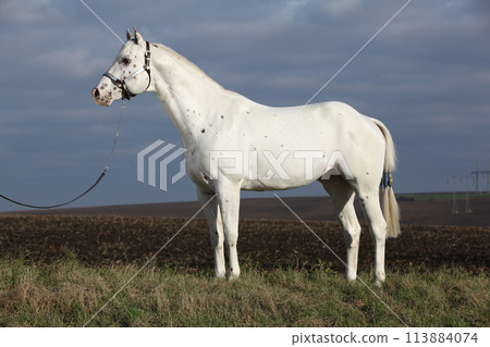 Beautiful appallosa stallion with western halter 113884074