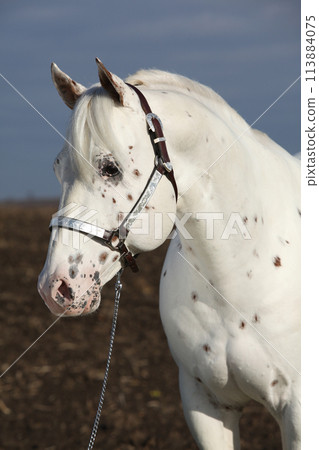 Beautiful appallosa stallion with western halter 113884075