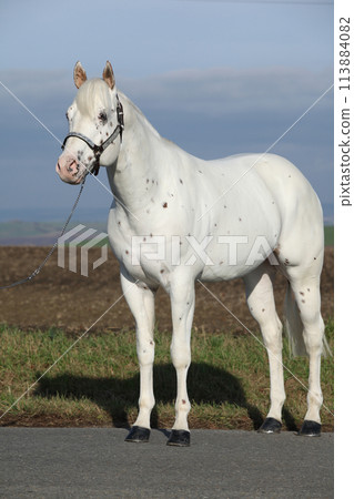 Beautiful appallosa stallion with western halter 113884082