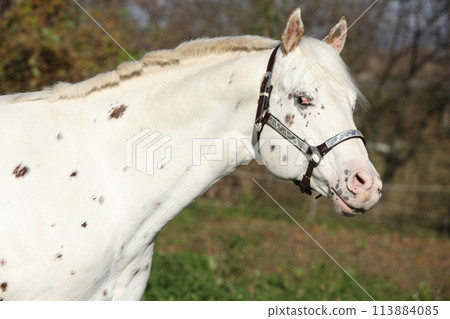Appaloosa stallion flehming 113884085