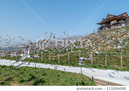 [Kabushima, Hachinohe City, Aomori Prefecture] Spring in the breeding grounds for black-tailed gulls. Black-tailed gulls taking off all at once 113884096