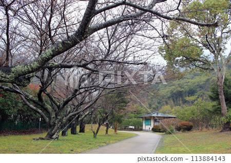 March 23, 2024: Tsushima Island Travel Monument to commemorate the marriage of Tokue-o, Princess Deokhye's Marriage Celebration Monument Kaneishi Castle Ruins Garden Tsushima Island, Nagasaki Prefectu March 23, 2024: Tsushima Island Travel Monument to commemorate the marriage of Tokue-o, Princess Deokhye's Marriage Celebration Monument Kaneishi Castle Ruins Garden Tsushima Island, Nagasaki Prefectu 113884143