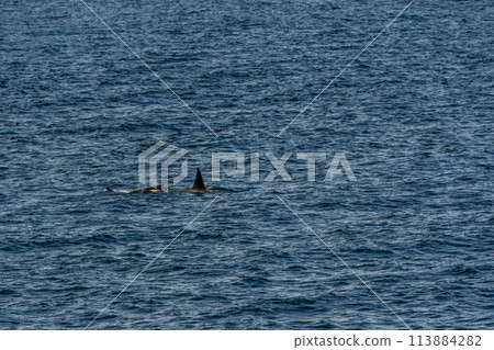Killer whales in the Antarctic Killer whales in the Antarctic 113884282