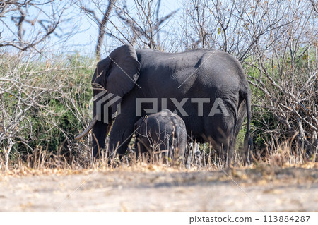 African Elephant in Chobe National Park African Elephant in Chobe National Park 113884287