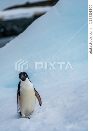 Adelie Penguin standing on an iceberg Adelie Penguin standing on an iceberg 113884303