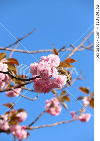 櫻花崎 113884352