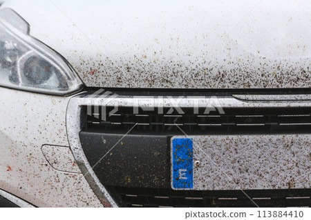 Insects crashed against a white car Insects crashed against a white car 113884410